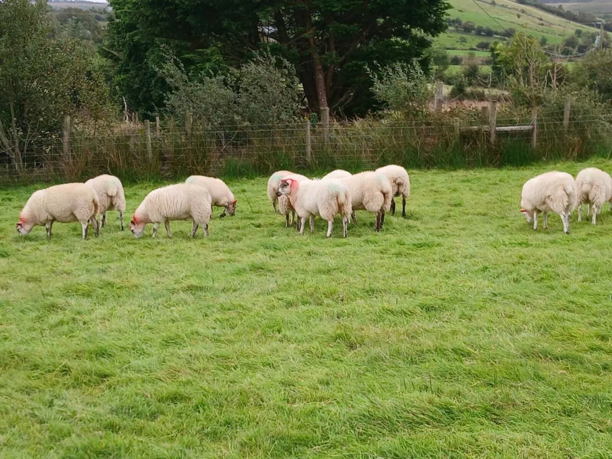 Hilltex ewe lambs - Image 3