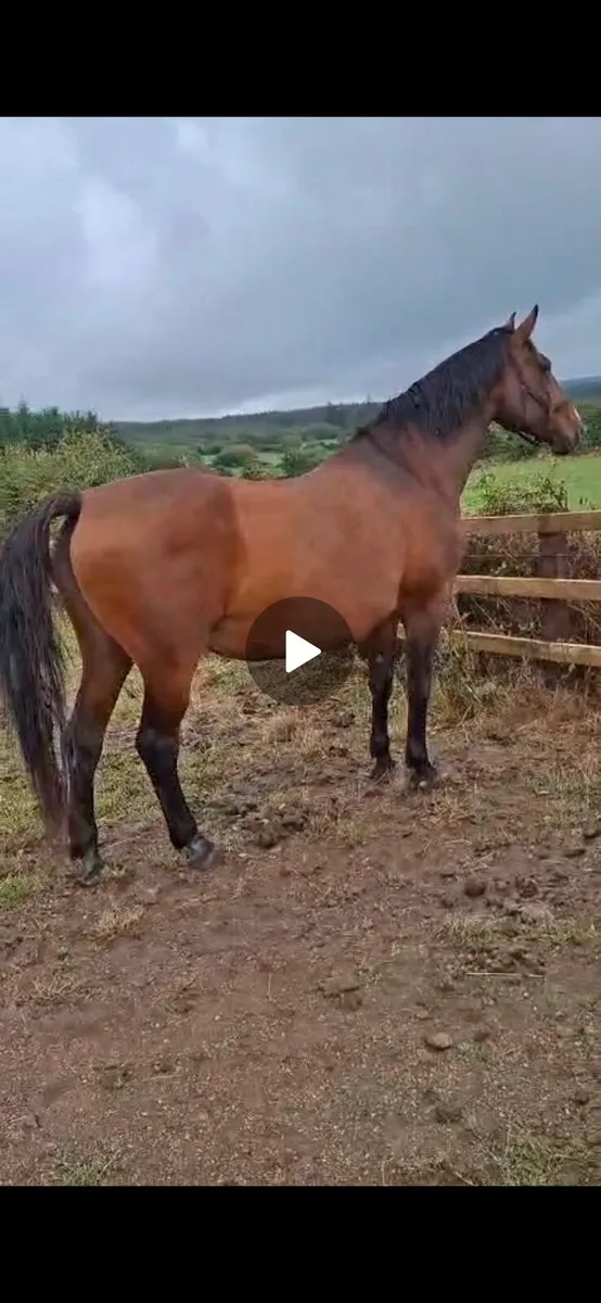 OBOS Quality Broodmare - Image 1
