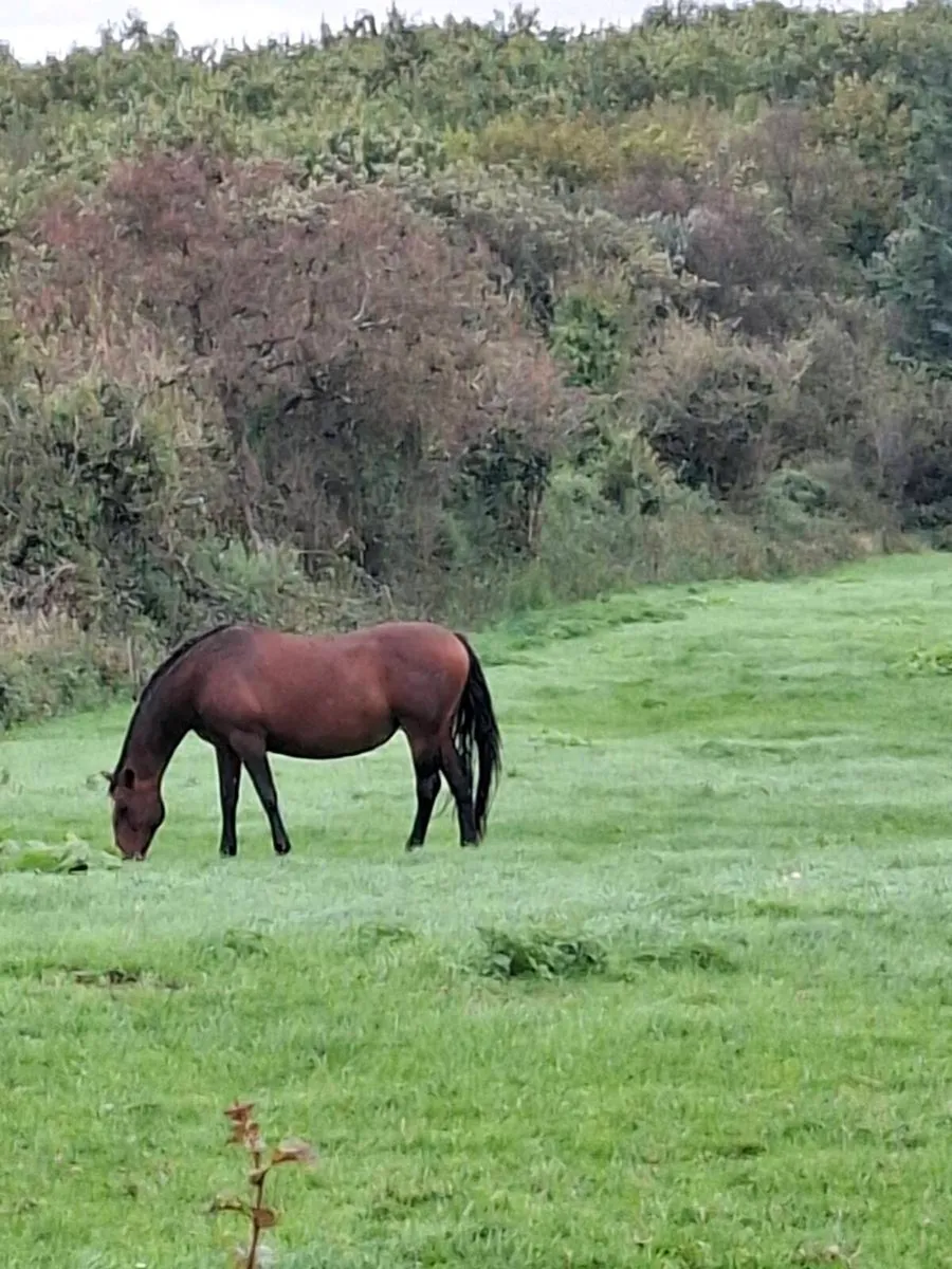 OBOS Quality Broodmare - Image 2