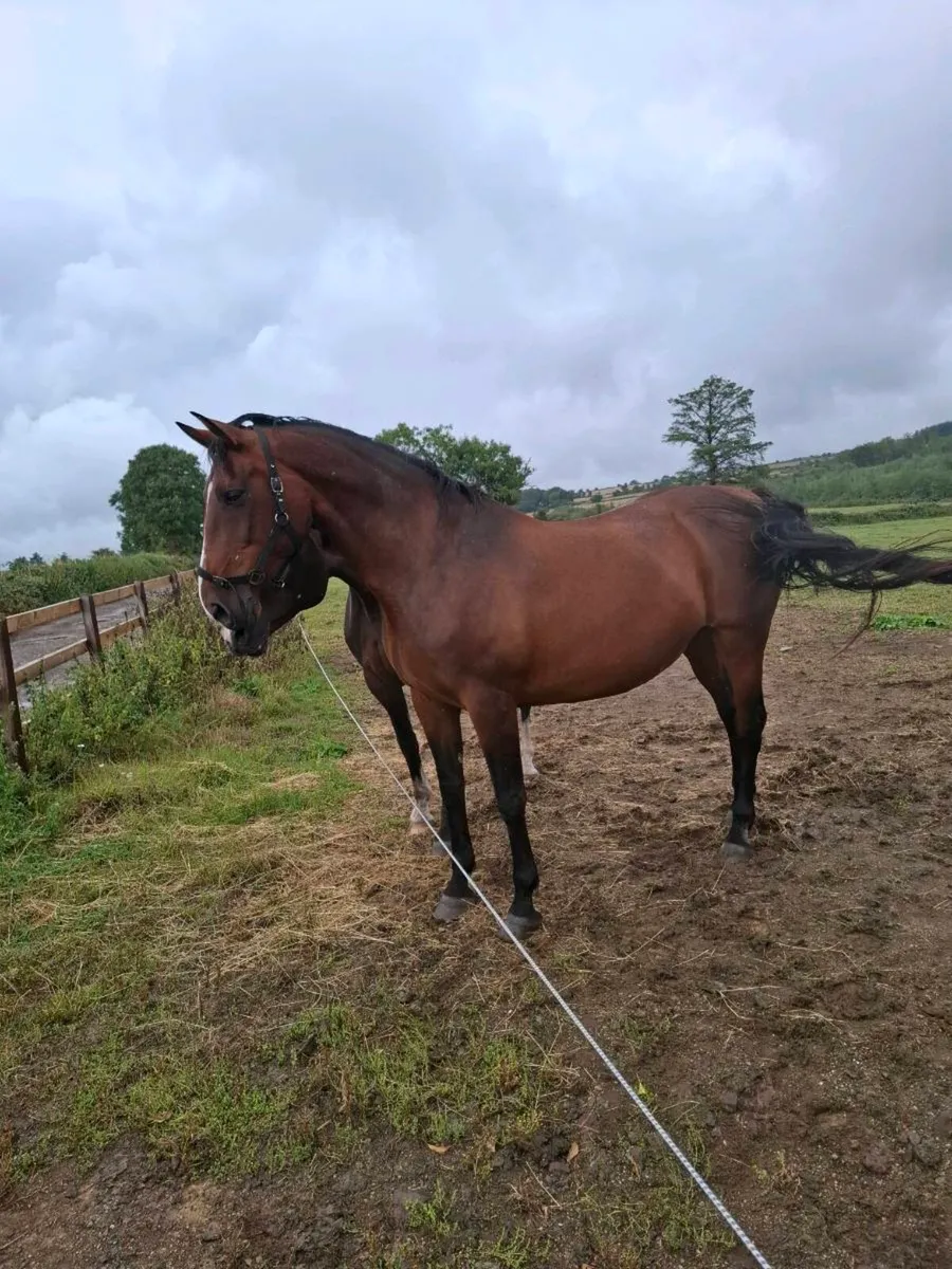 OBOS Quality Broodmare - Image 3