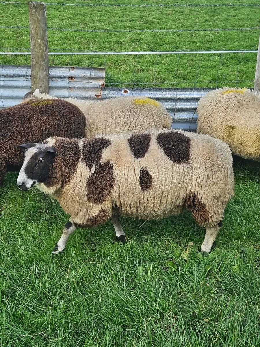 Dutch Spotted Sheep - Image 1