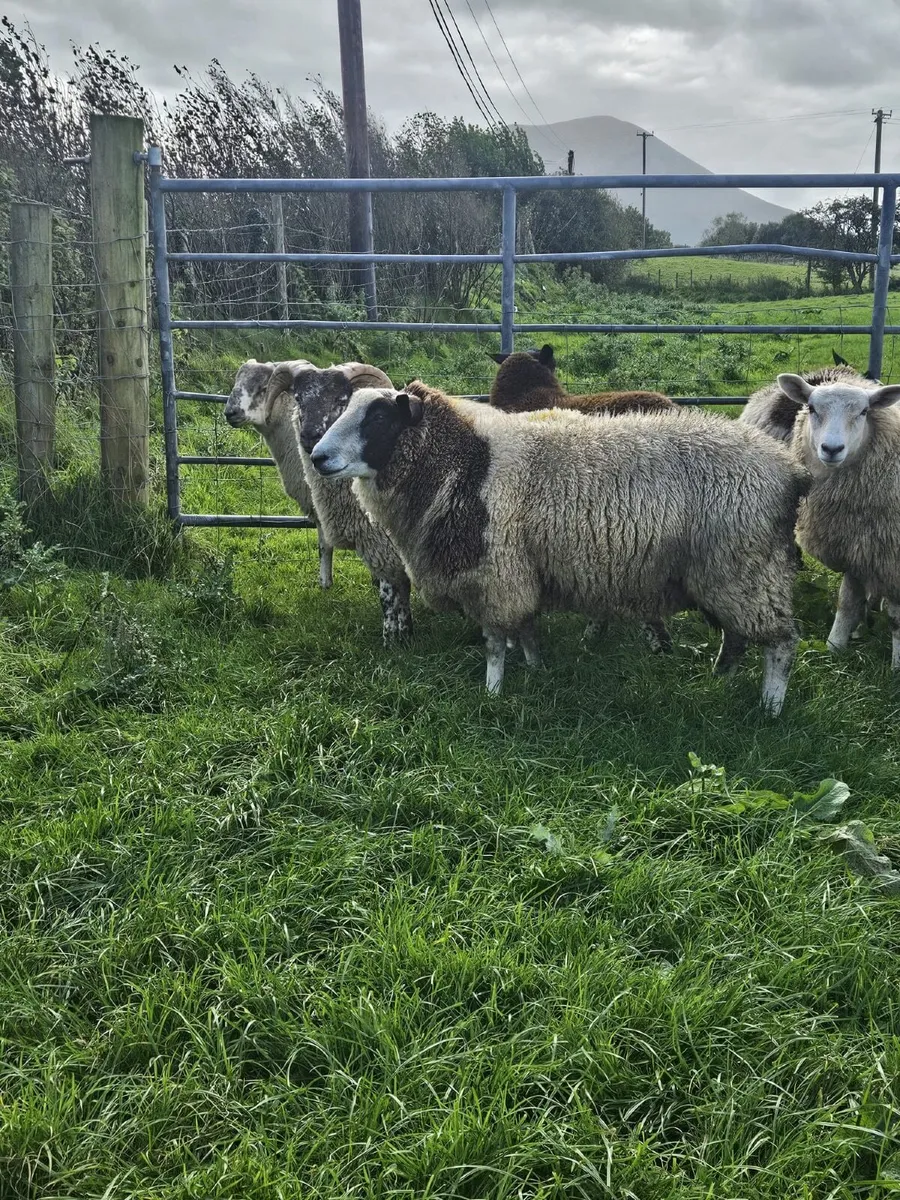 Dutch Spotted Sheep - Image 2