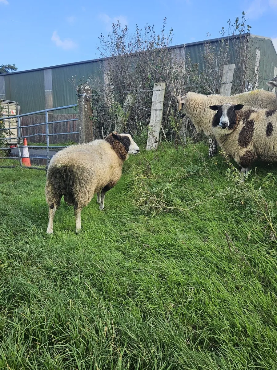 Dutch Spotted Sheep - Image 3