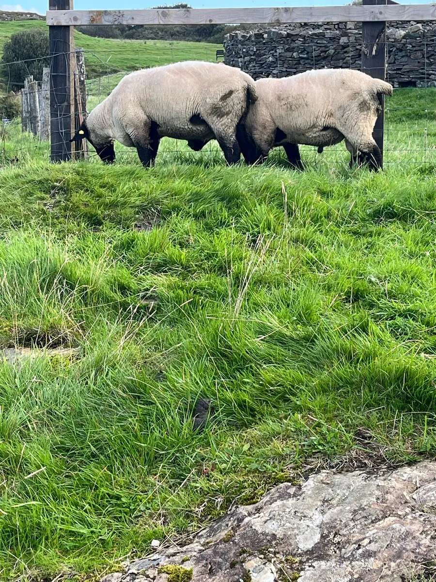 Suffolk rams - Image 3