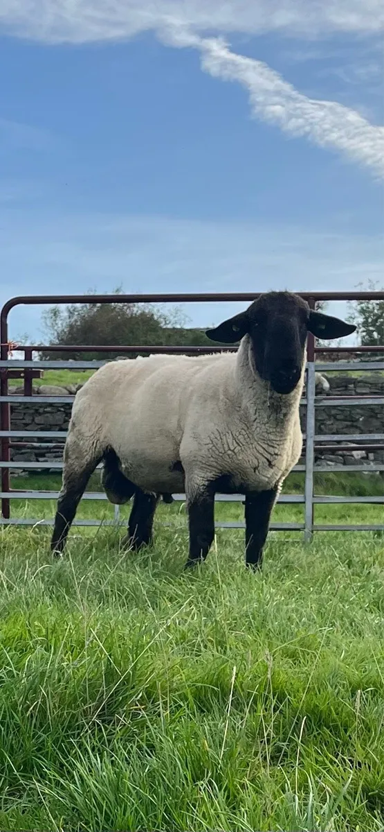 Suffolk rams - Image 4
