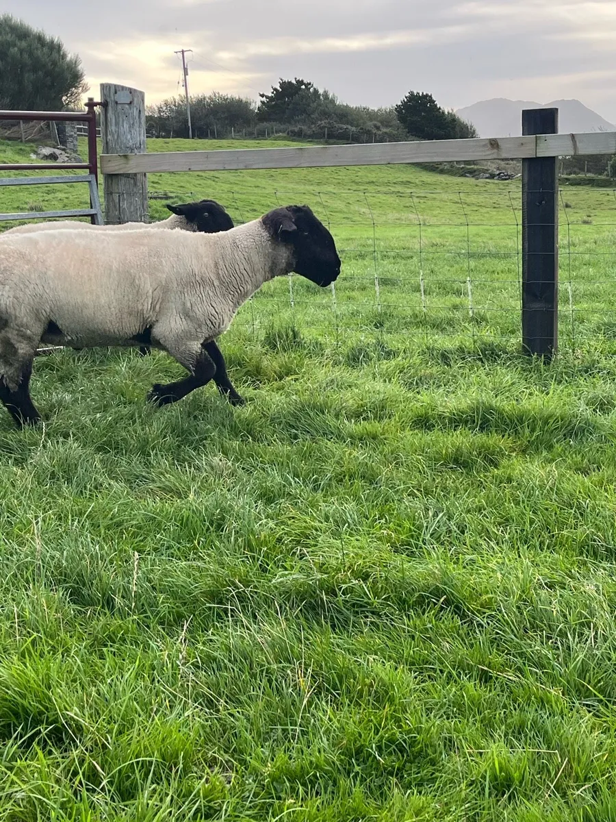 Suffolk rams - Image 2