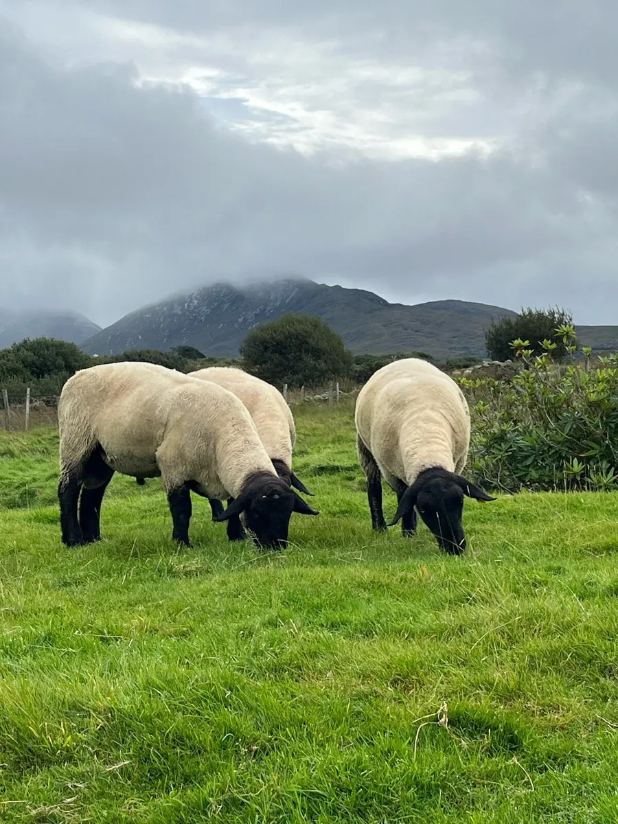 Suffolk rams - Image 1
