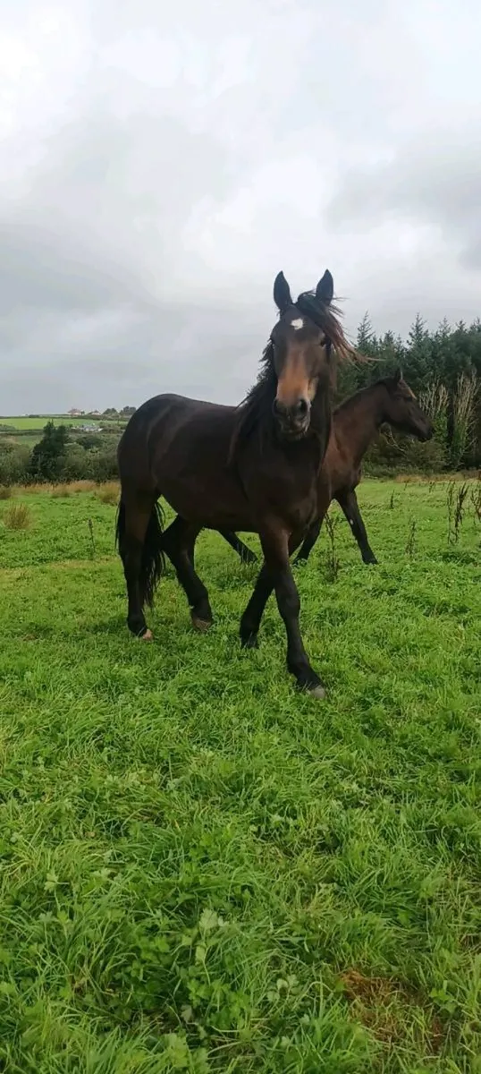 3 year old - Image 2