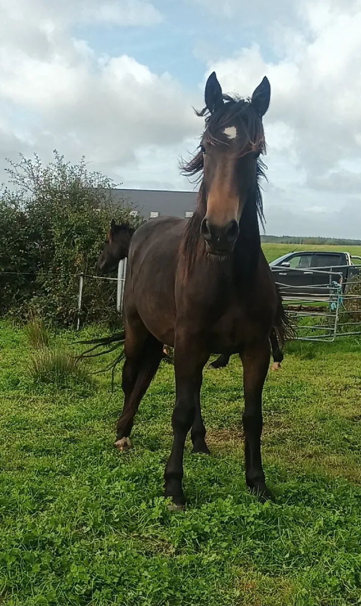 3 year old - Image 4