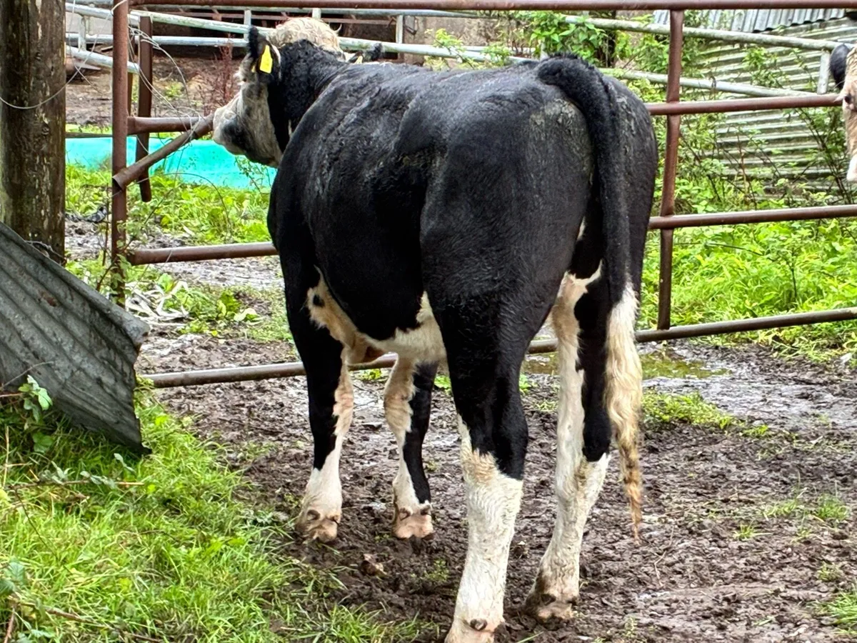 10 Angus and Hereford bullocks for sale - Image 2