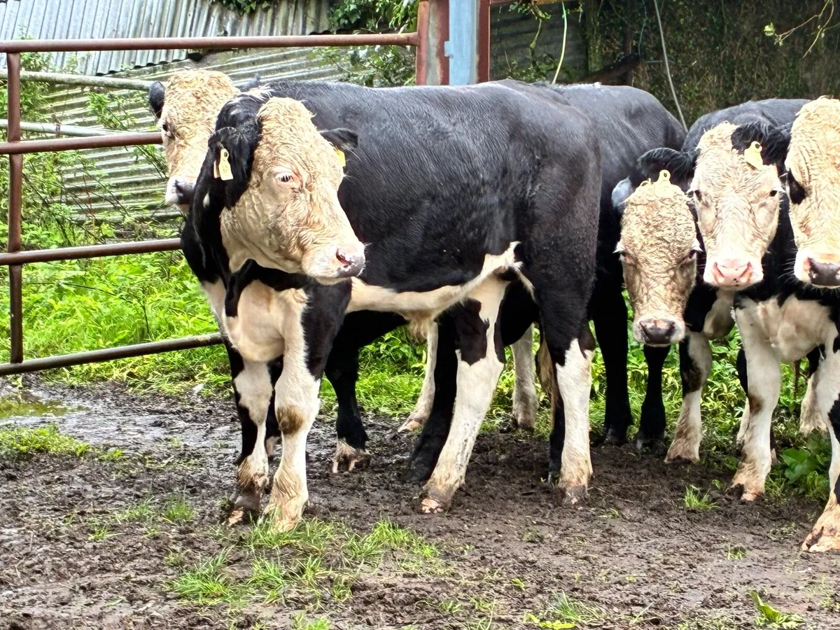 10 Angus and Hereford bullocks for sale - Image 3