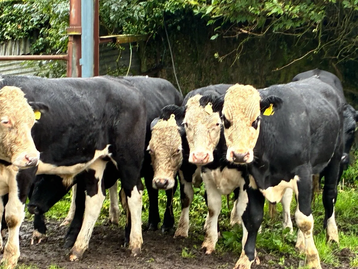 10 Angus and Hereford bullocks for sale - Image 4