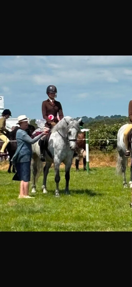 Top Class 4yo Ridden Connemara Pony/ Potential WHP - Image 3
