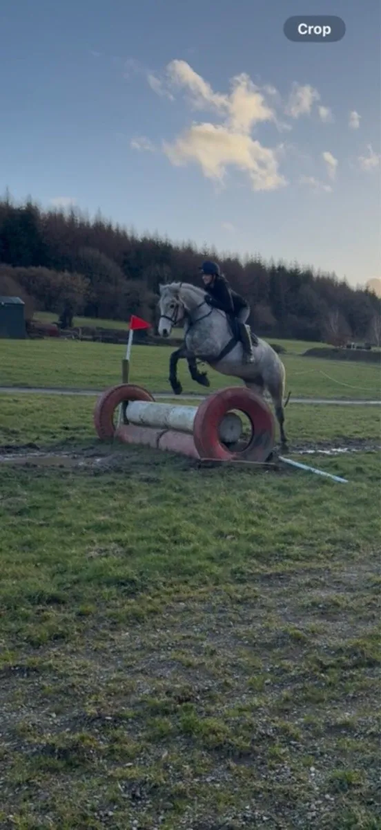 Top Class 4yo Ridden Connemara Pony/ Potential WHP - Image 4