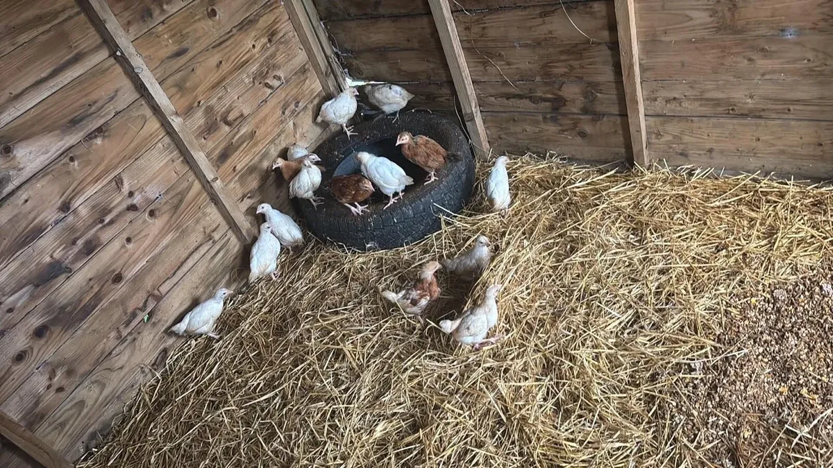 Chicks - Image 1