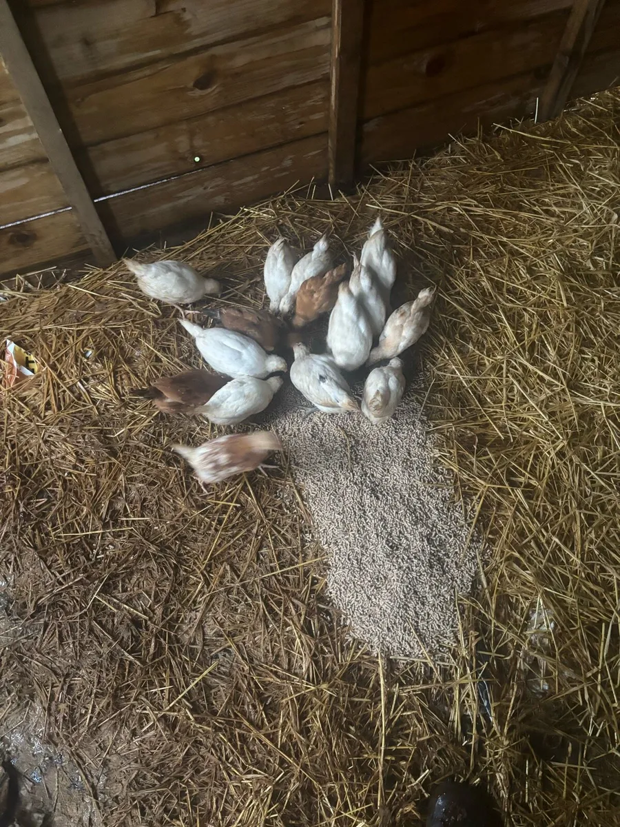 Chicks - Image 2