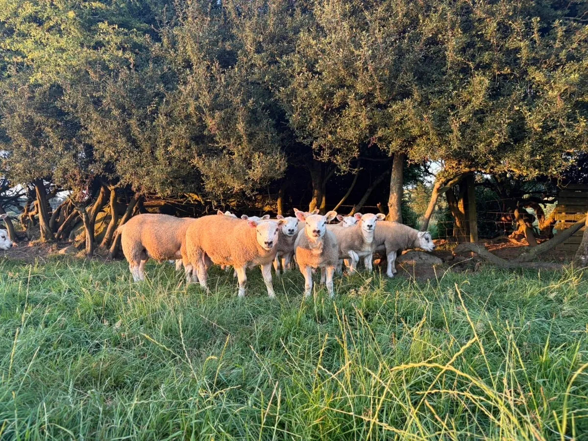 Pedigree Texel rams - Image 1
