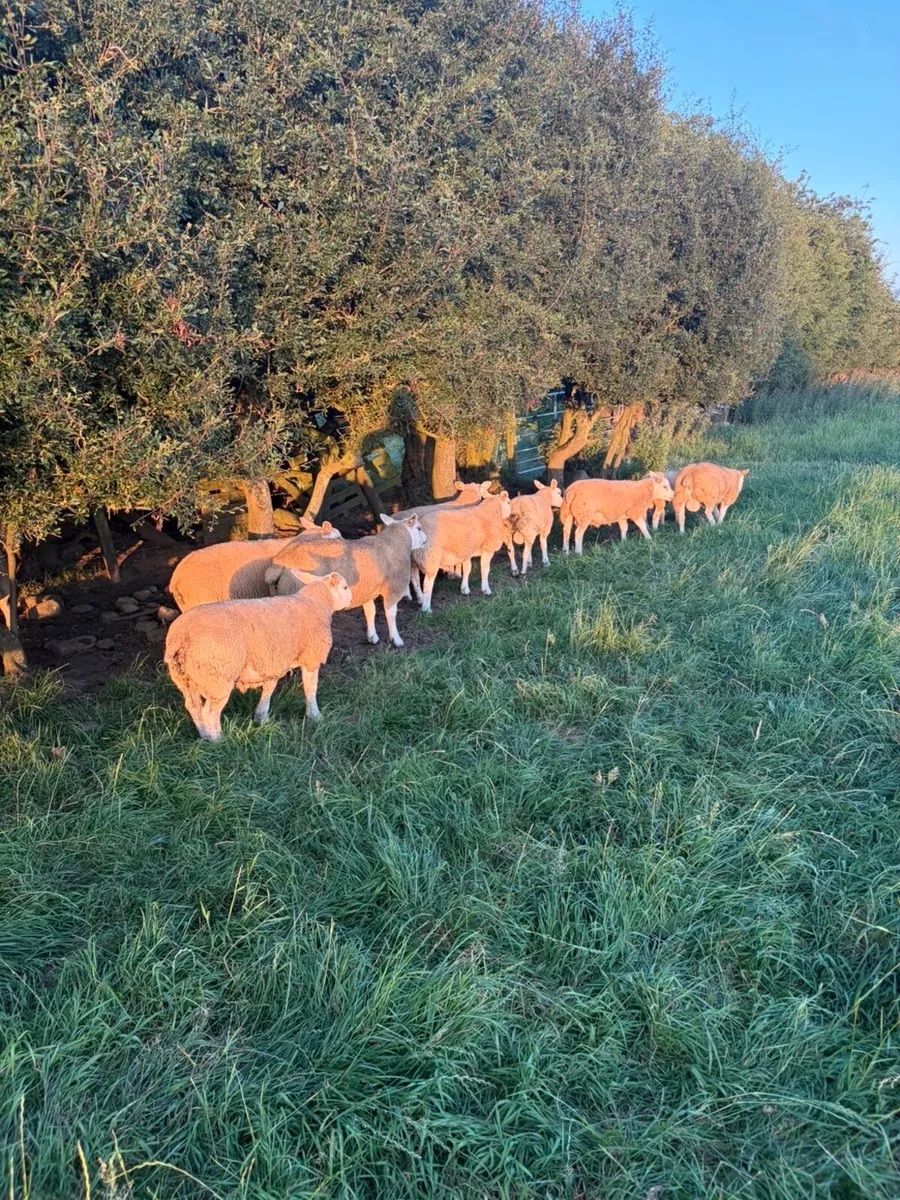 Pedigree Texel rams - Image 2