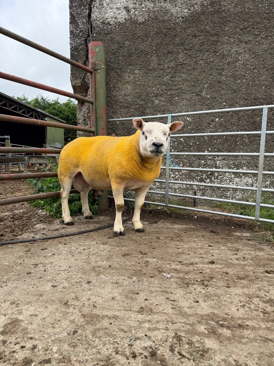 Pedigree Texel rams - Image 3