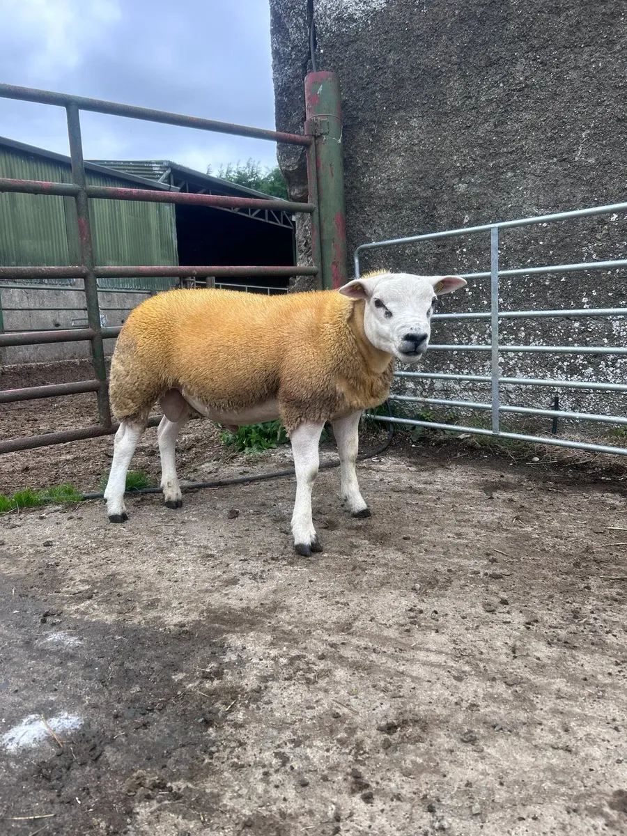 Pedigree Texel rams - Image 4