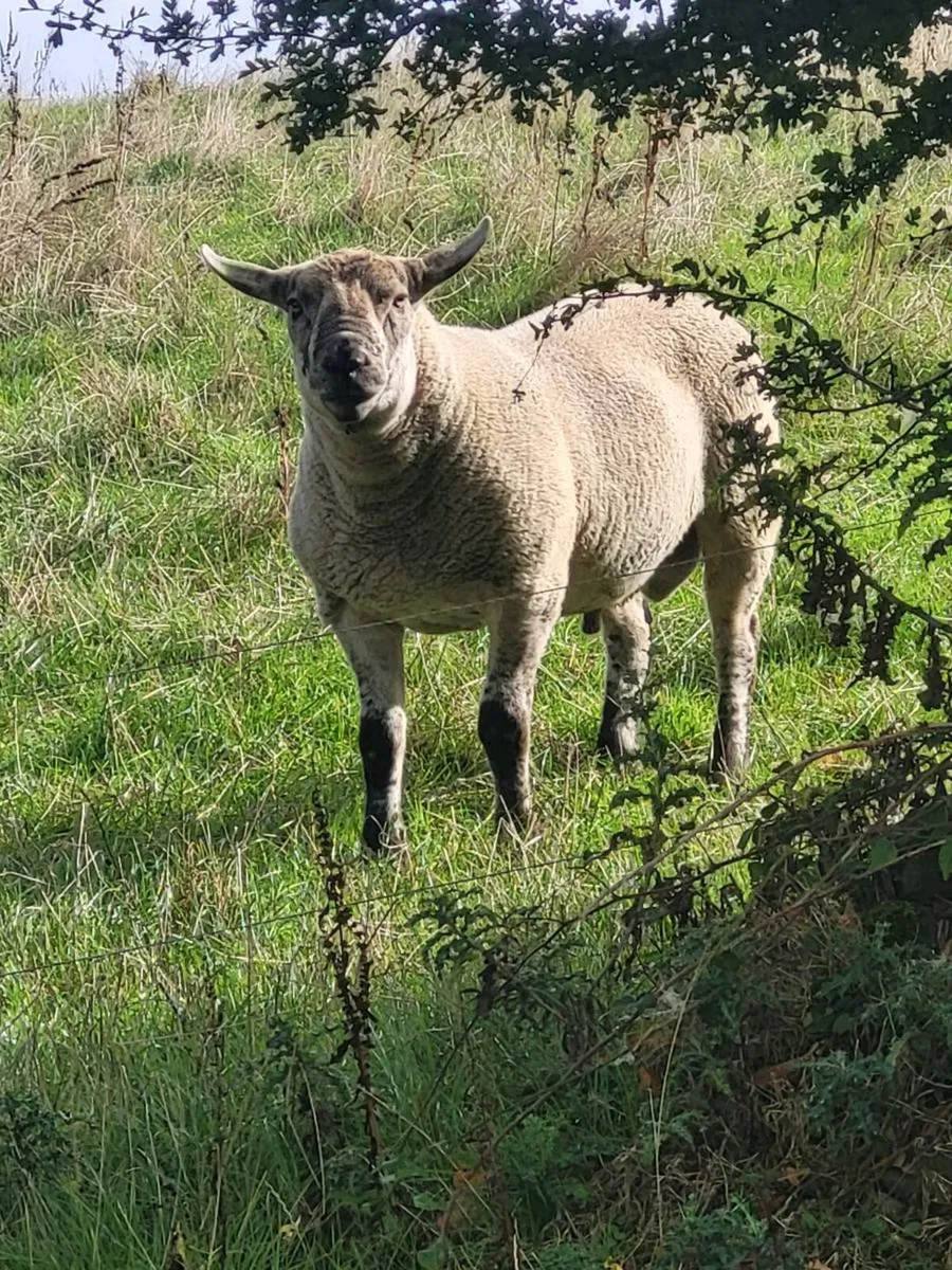 Rams - Image 1