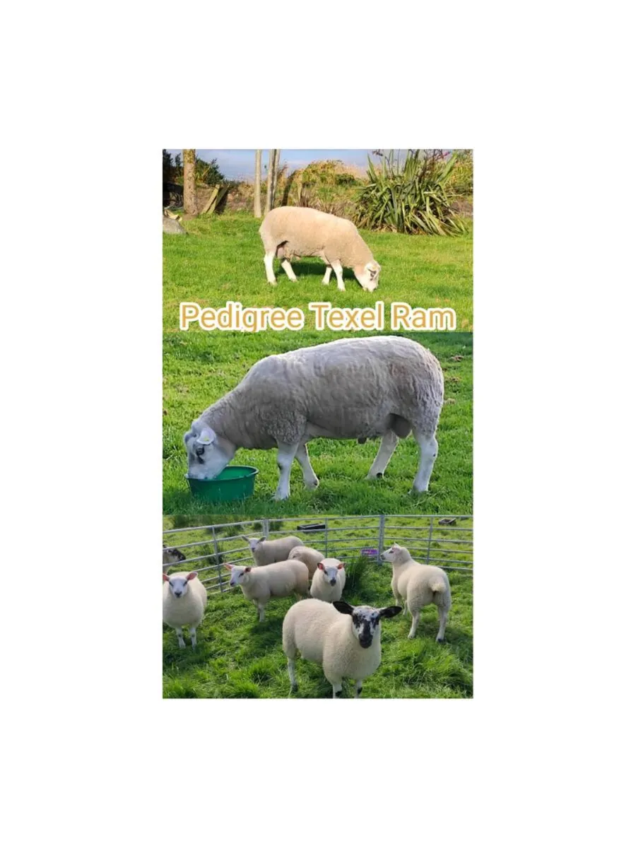 Pedigree Texel Ram, Texel Cross Ewe Lambs - Image 1