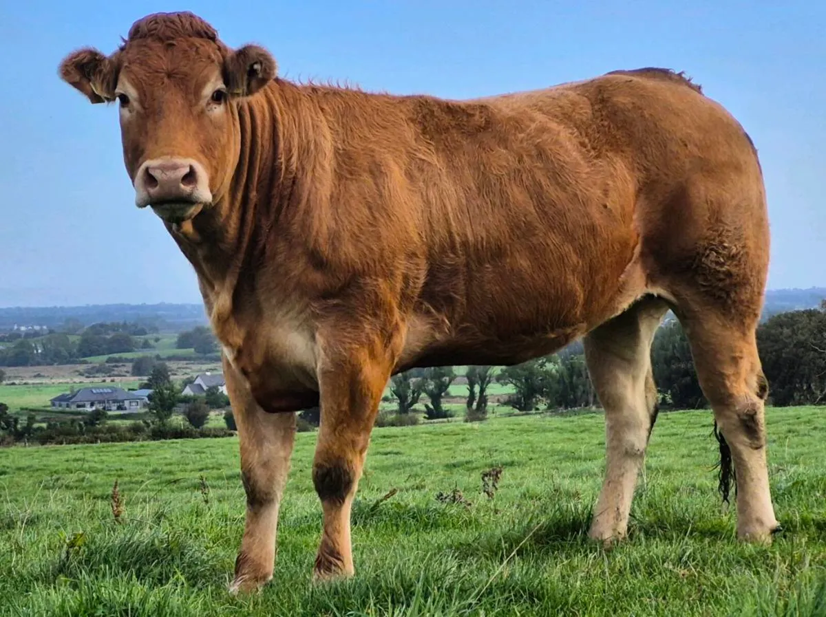 Pbr Lim Heifer - Image 1