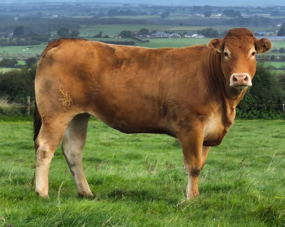 Pbr Lim Heifer - Image 2