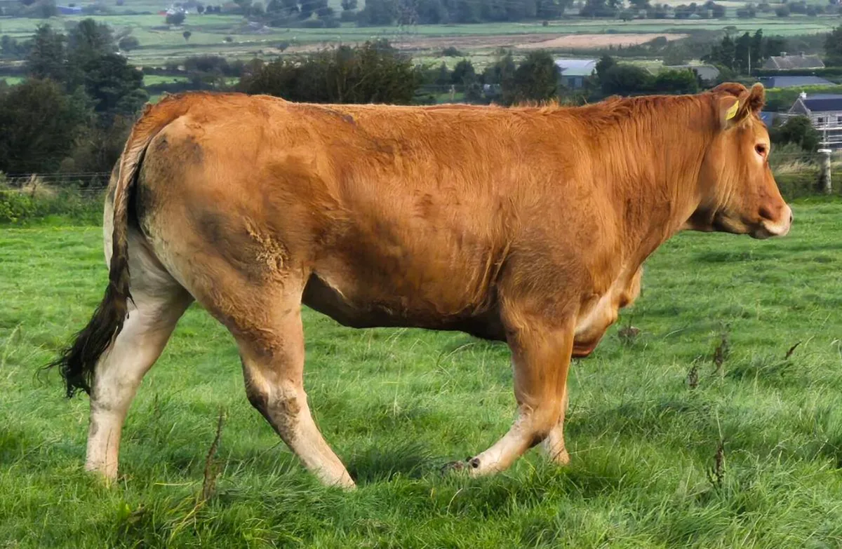 Pbr Lim Heifer - Image 3