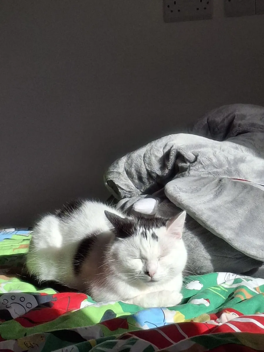 Lovely black and white cat - Image 1