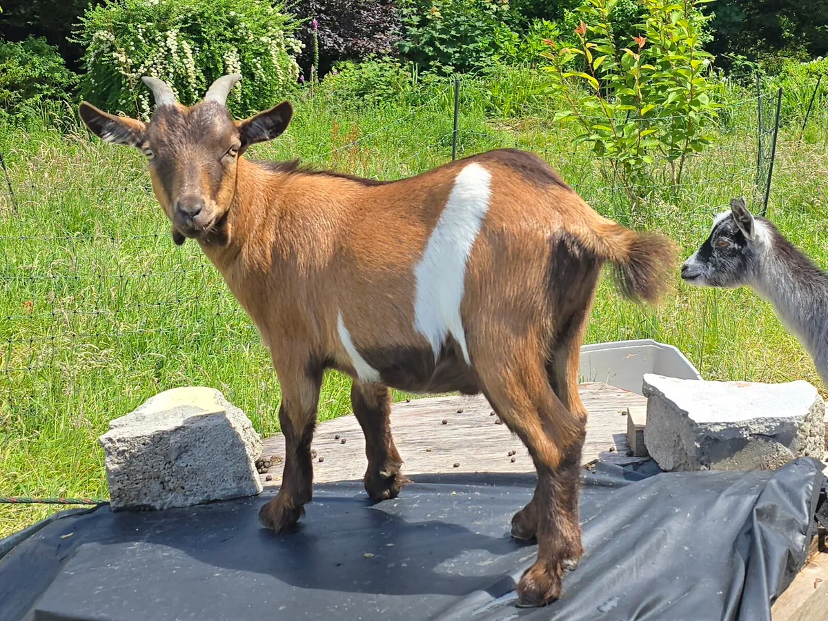 Pygmy goats kids 1 male 1 female - Image 2