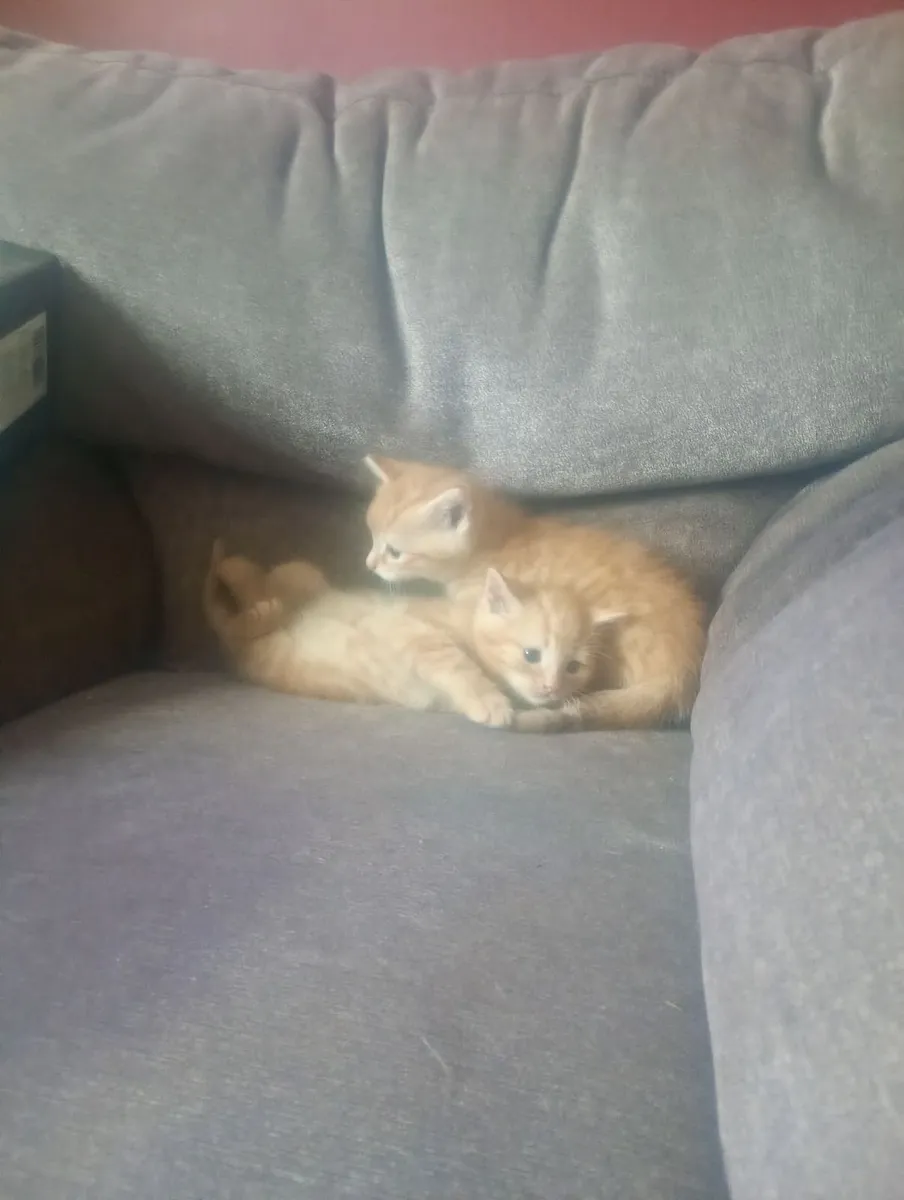 Kittens - Image 2