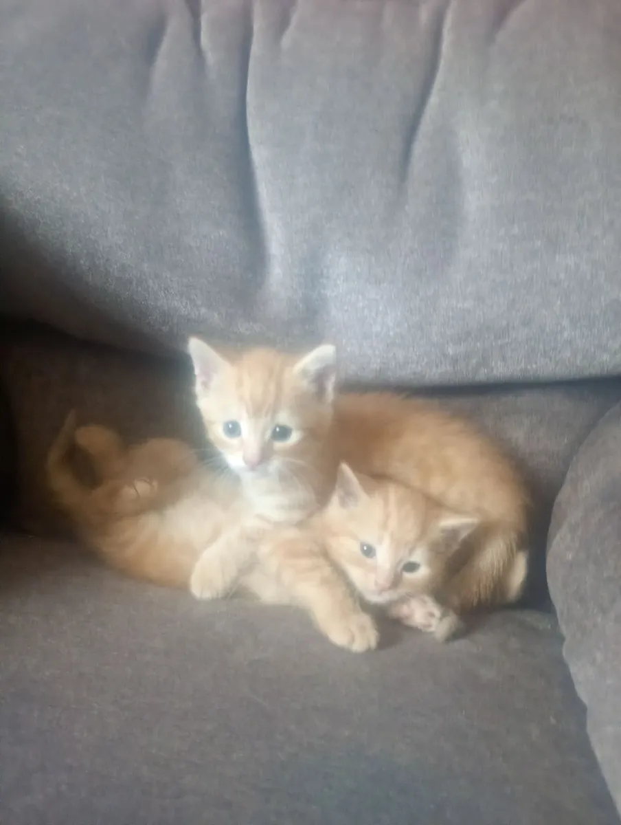 Kittens - Image 1