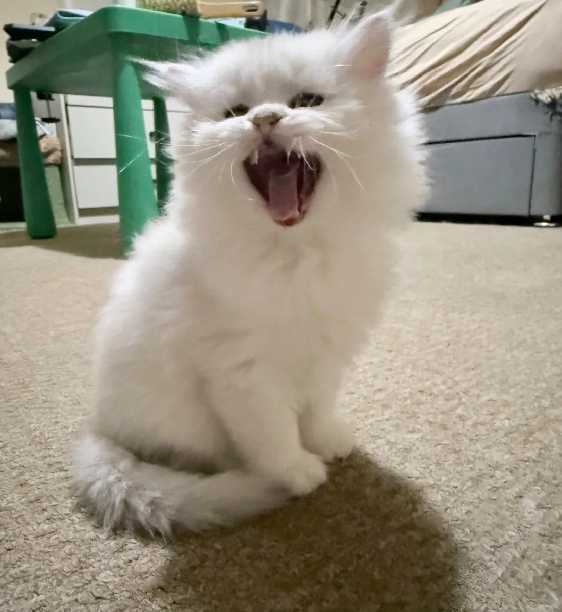Four Beautiful Long-Haired Chinchilla Kittens - Image 1