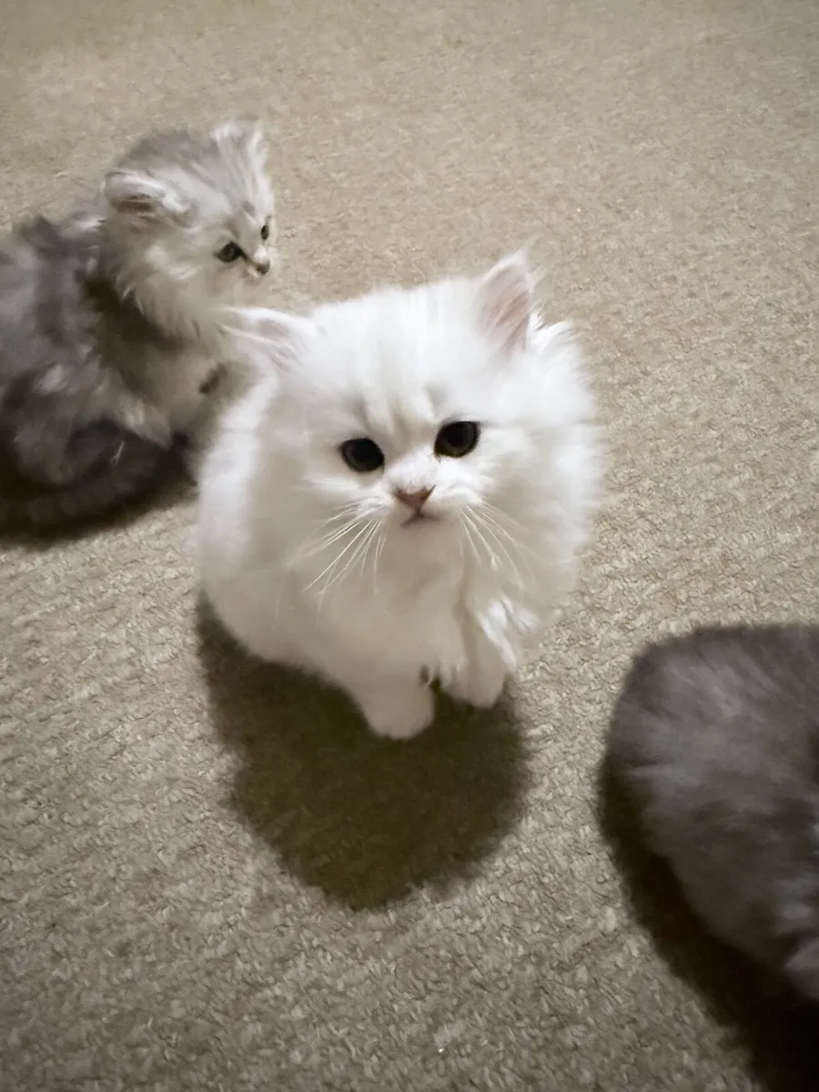 Four Beautiful Long-Haired Chinchilla Kittens - Image 2