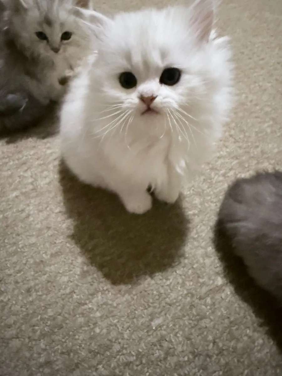 Four Beautiful Long-Haired Chinchilla Kittens - Image 3