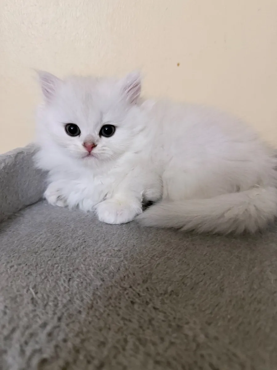 Four Beautiful Long-Haired Chinchilla Kittens - Image 4