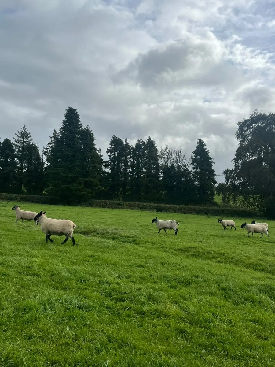 Sheep - Image 1