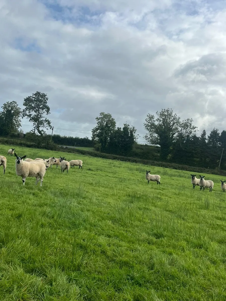 Sheep - Image 2