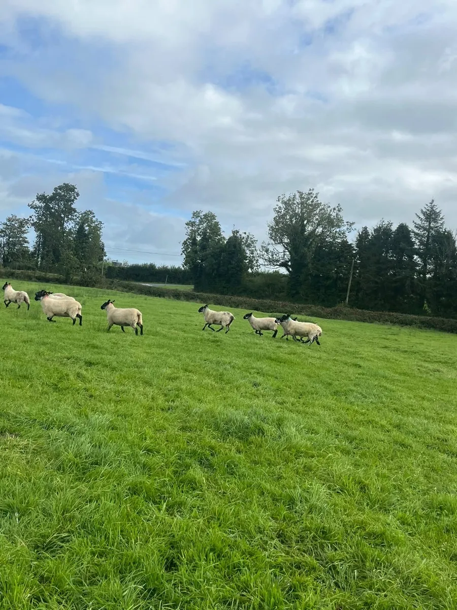 Sheep - Image 3