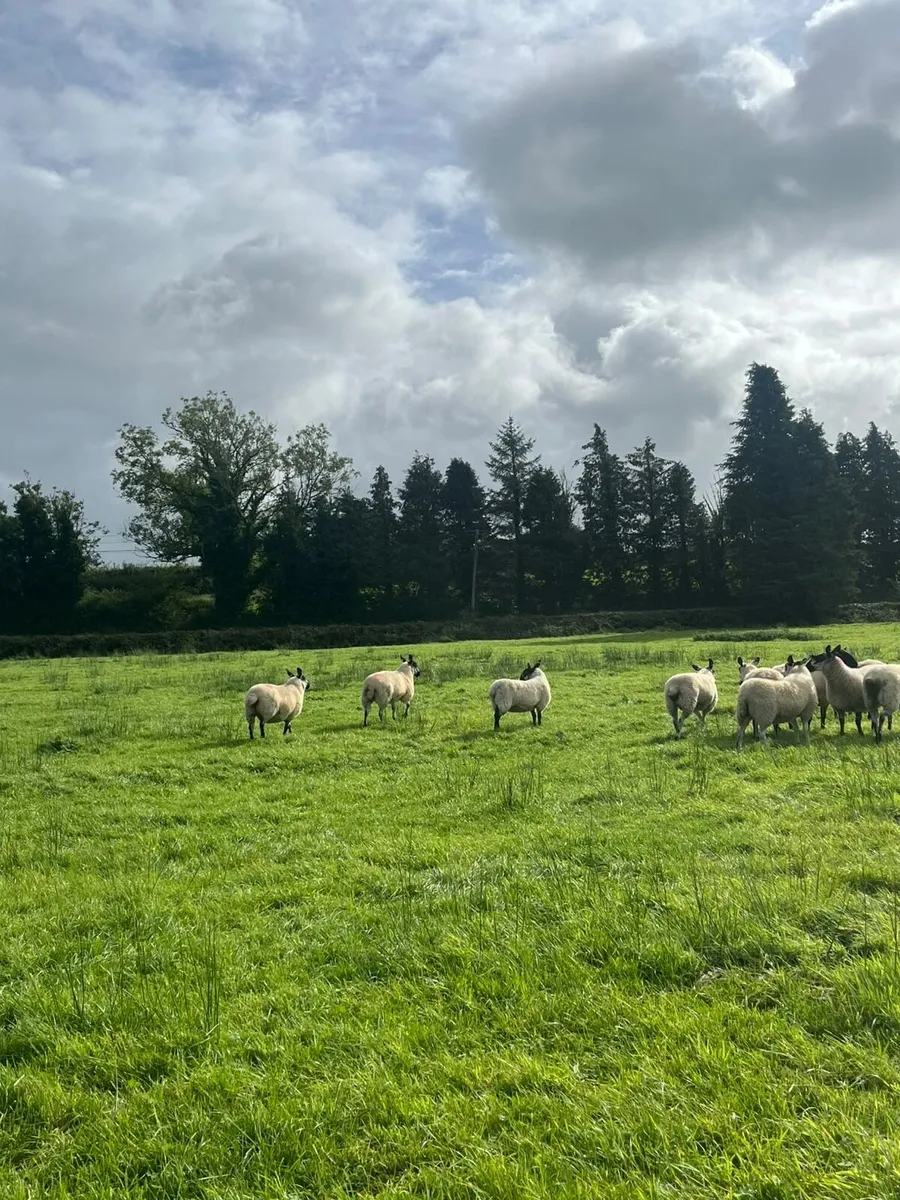 Sheep - Image 4