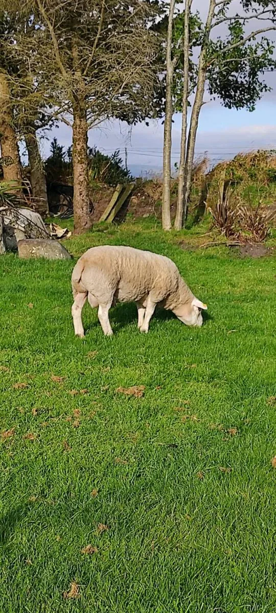Pedigree Texel Ram, Texel Cross Ewe Lambs - Image 3
