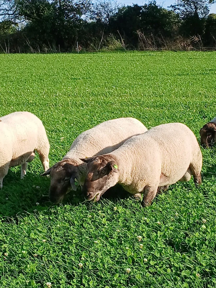 Hybrid sufclares - Image 1