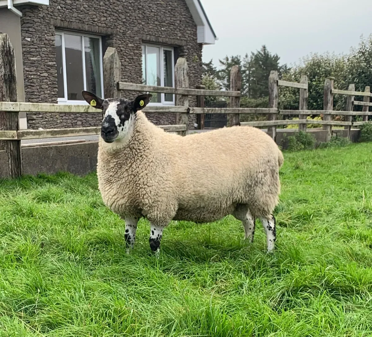 Milford Hogget Ram - Image 2