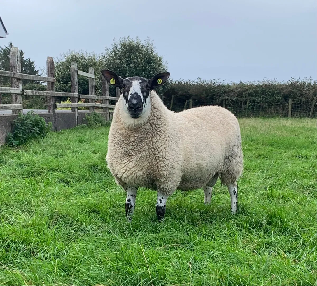 Milford Hogget Ram - Image 3