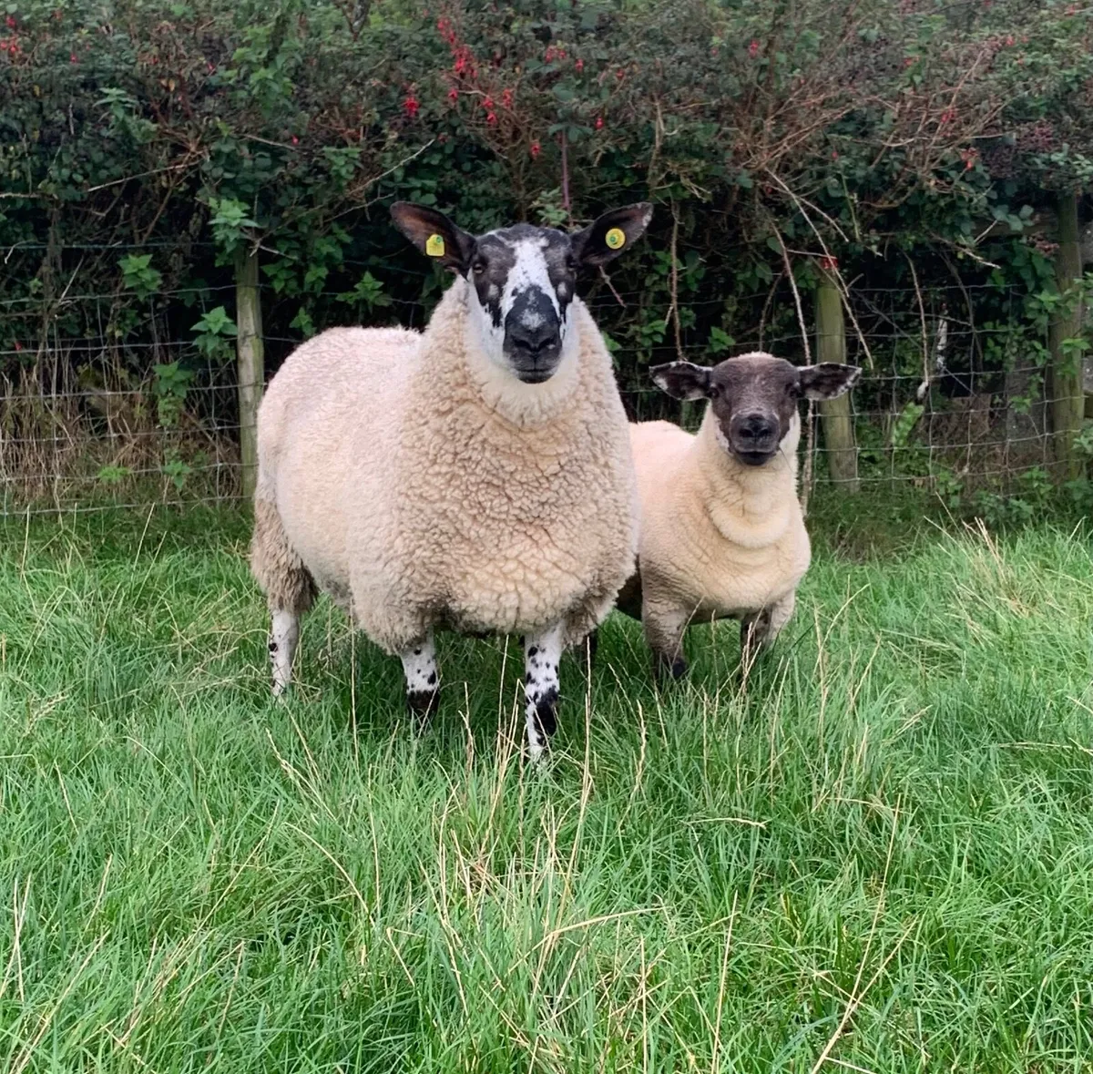 Milford Hogget Ram - Image 1