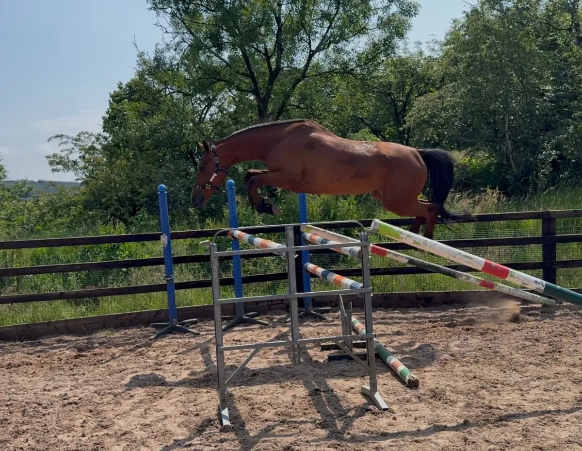Talented 4yo mare - Image 1