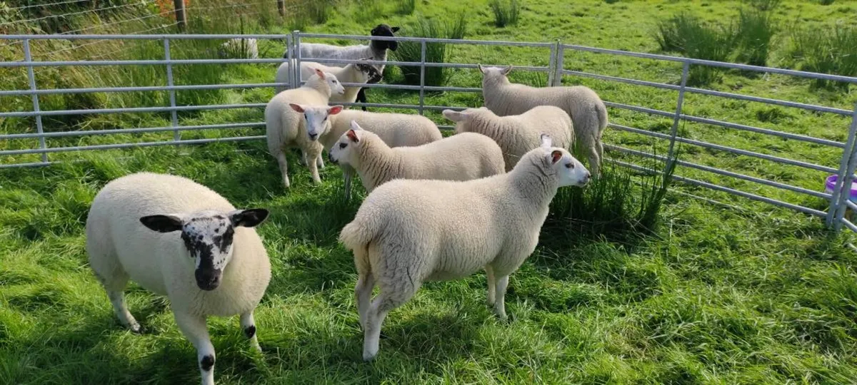 Texel Cross Ewe Lambs - Image 2