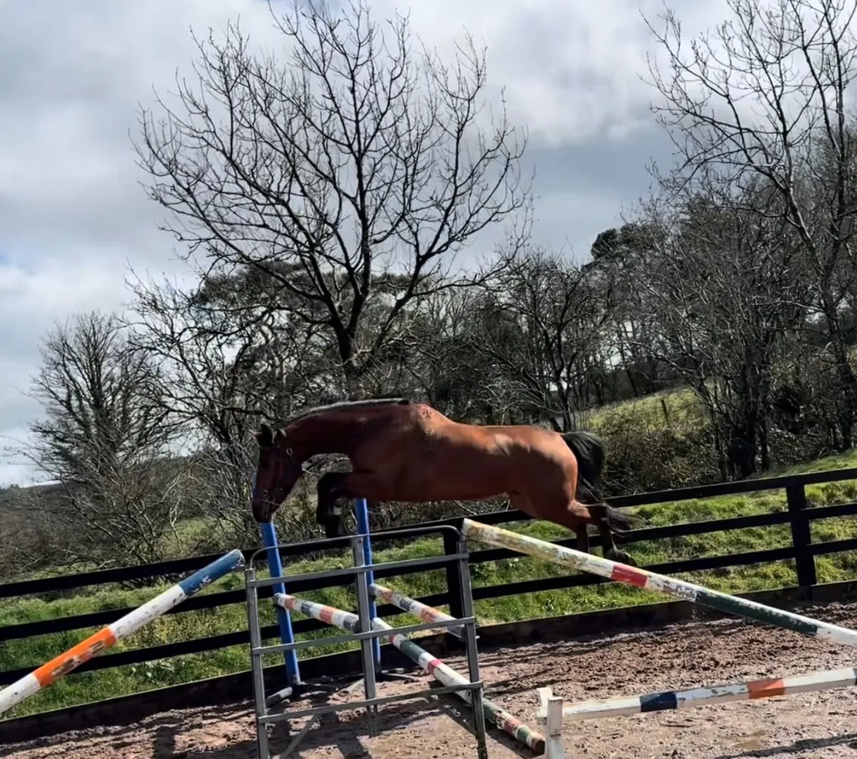 Talented 4yo mare - Image 4