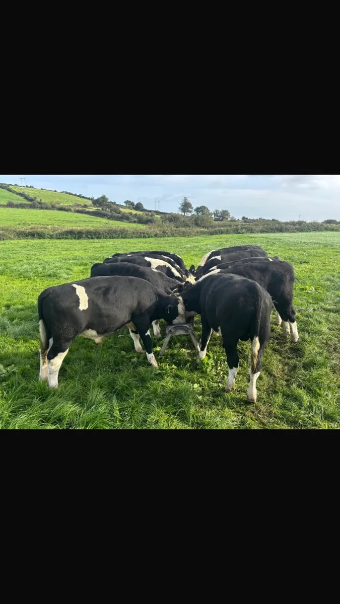 HOMEBRED BULL WEANING S NO MOVEMENTS - Image 1